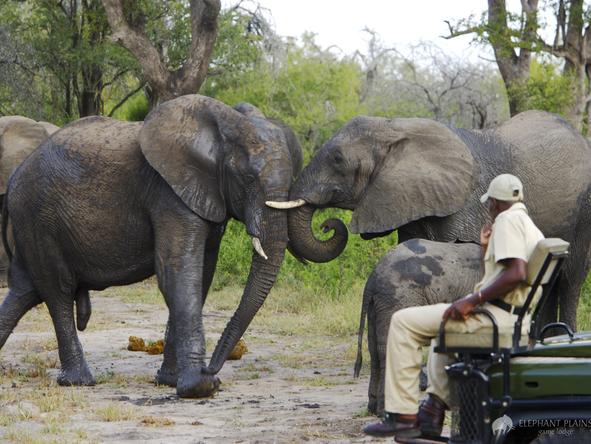 Elephant Plains Game Lodge - game drive with elephants